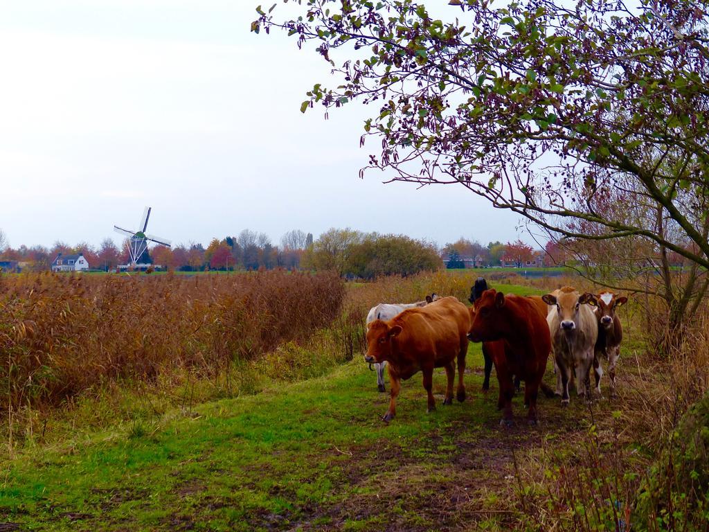 'T Geheim Van De Molenaer Kampen Exterior foto